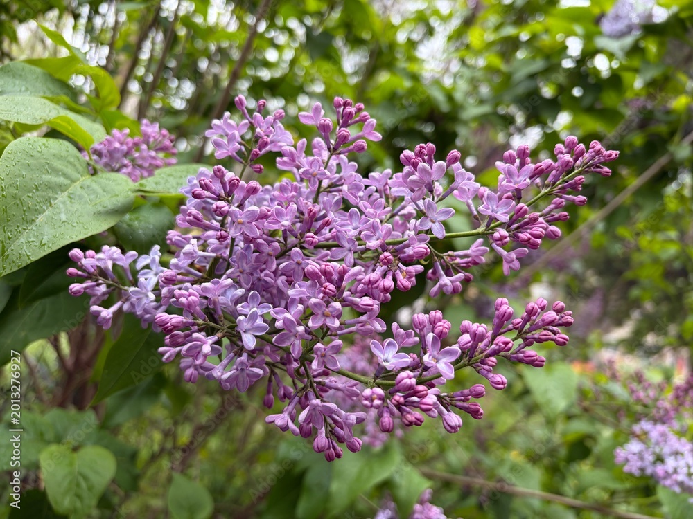 Obraz premium Violet and purple branches of lilac in a spring park