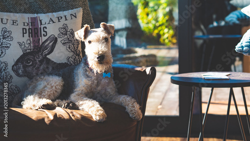 Obraz na plátně lakeland terrier dog cute small groomed pet domestic soft fur