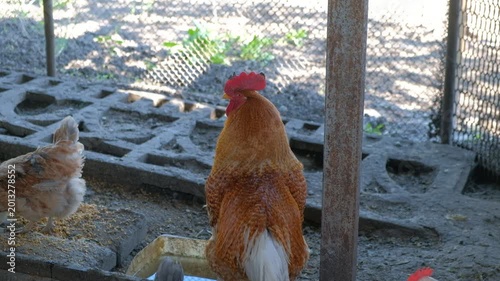 Domestic chickens and a rooster in a fenced enclosure on a farm.
