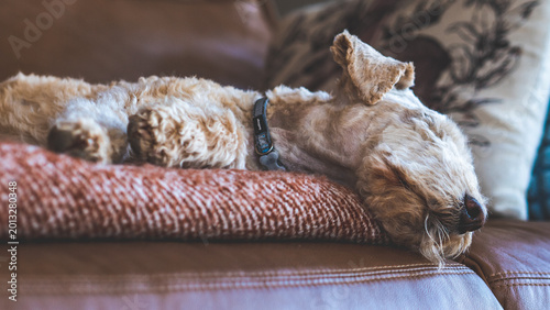 Obraz na plátně lakeland terrier dog cute small groomed pet domestic soft fur