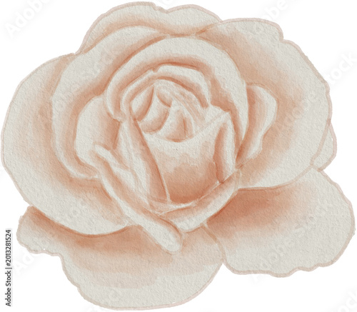 rose digital watercolor