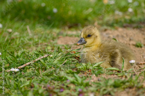 Obraz na płótnie Greylag goose gosling resting on ground close-up