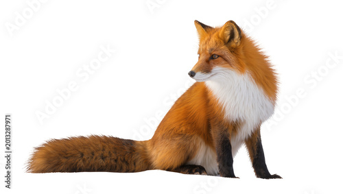 Photos Isolated majestic red fox with rich orange fur and white markings sitting and lo