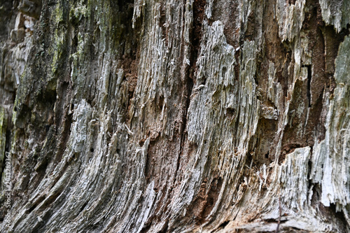 Photography Rotting wood texture closeup of bark rotting with vertical lines and dark crevic