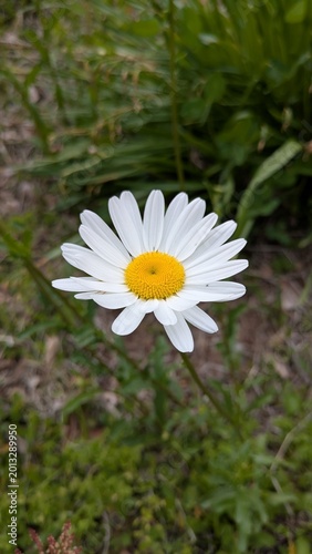 白い花