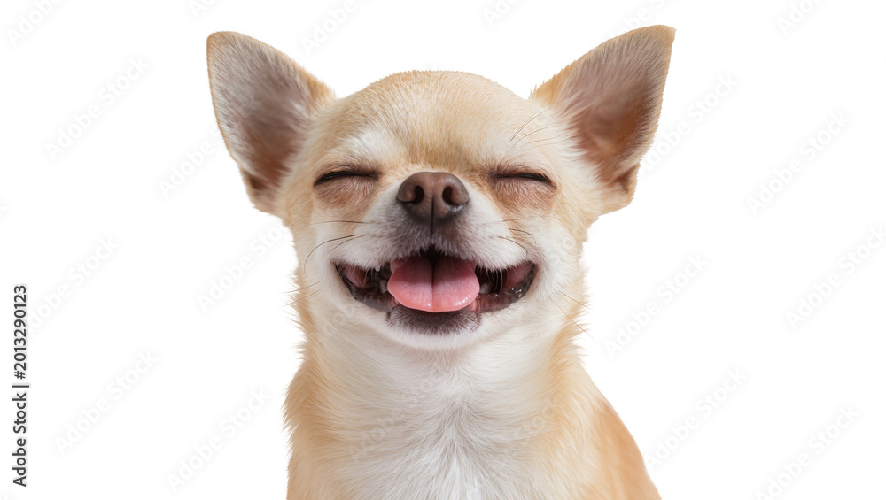 Obraz premium Isolated happy chihuahua dog portrait, eyes closed and tongue out, joyful funny pet smiling widely