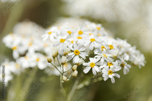 Fotografie Flora of Gran Canaria - Gonospermum ptarmiciflorum, silver tansy, endemic to the