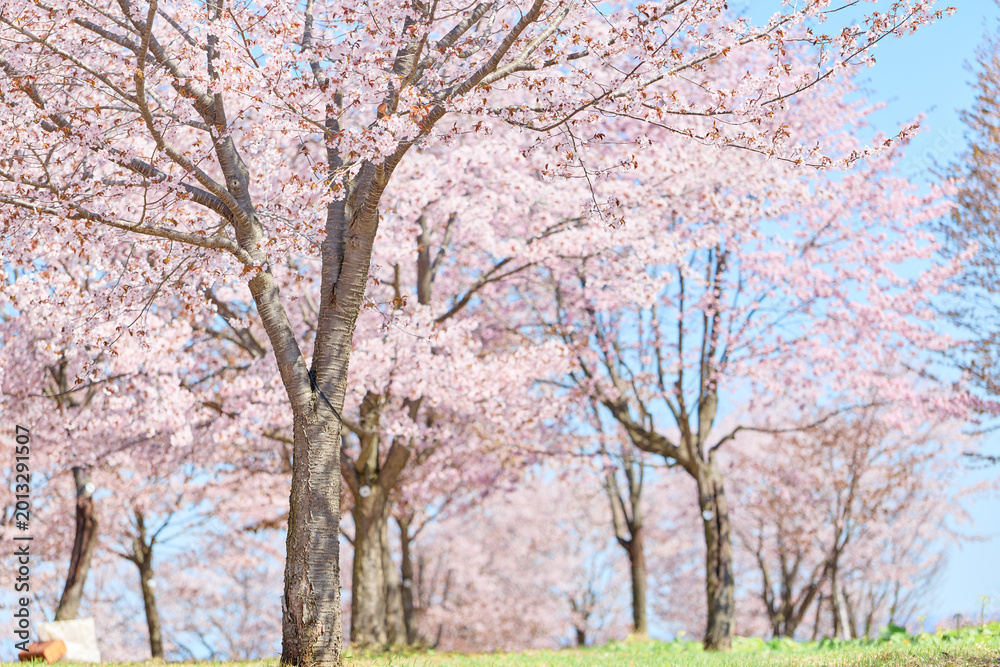 Fototapeta premium 中札内村の桜