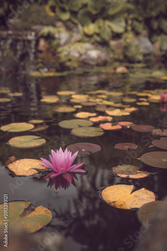 Beautiful water lilies in a water lily park in New Zealand