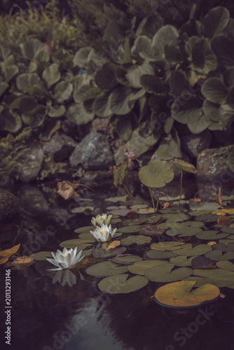 Beautiful water lilies in a water lily park in New Zealand