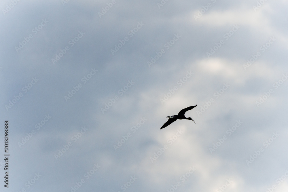 Obraz premium Ibis bird flying across vast cloudy sky