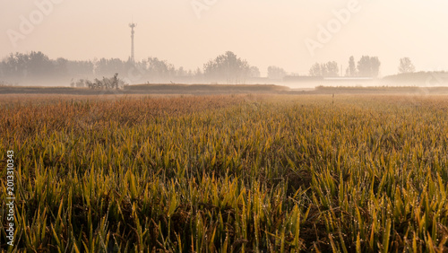 Schilderij op canvas Rice paddies under the autumn sunset.