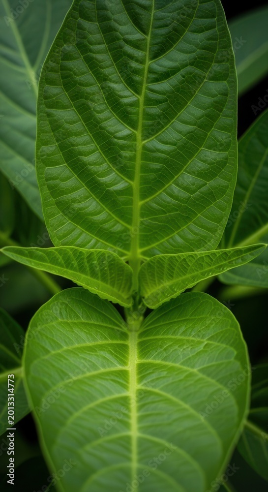 Fototapeta premium Vibrant Green Leaves Intricate Vein Patterns Serene Nature Close Up