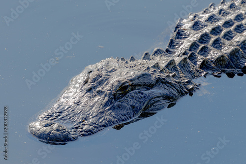 Canvas Print American Alligator basking in the water