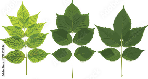 Konstfotografi Set of Three Green Leaf Sprigs Vector Illustration with Detailed White Veining f