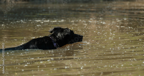 Black dog swimming in pond water closeup, active pet lifestyle concept.