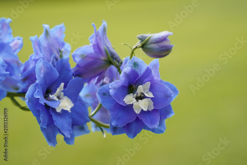 Beautiful, blue delphinium flowers. Closeup of the details of the flowers.