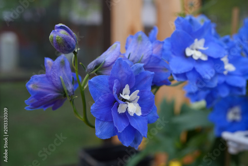 Beautiful, blue delphinium flowers. Closeup of the details of the flowers.