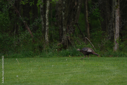 Wild female turkey at the edge of a field against the woods in Western Pennsylvania.