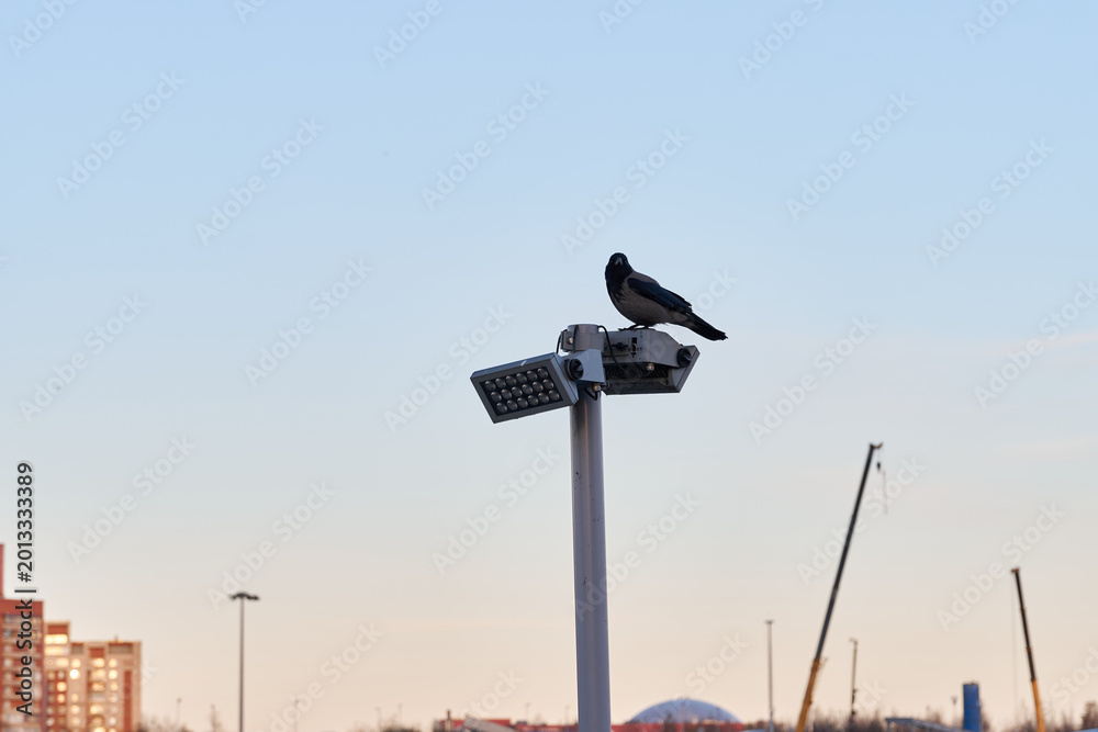 Obraz premium Bird sits quietly on illuminated lamp amidst city lights
