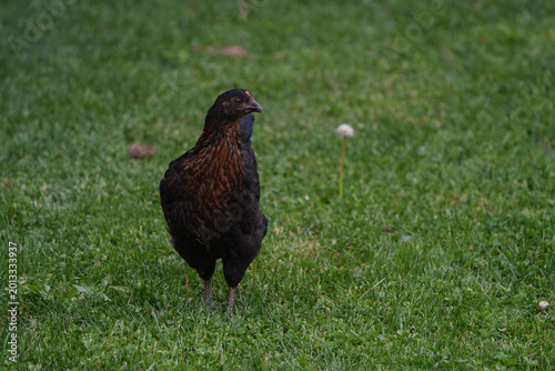 Young, black and brown chicken hen. Free range bird walking in the grass.