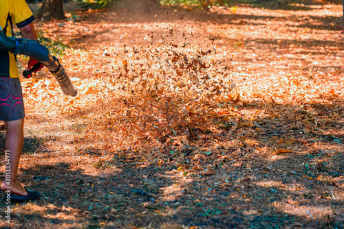 Dry leaves are blown across park by leaf blower in park ground, worker performs outdoor cleanup with debris flying across path. Leaf blower leaves removal, autumn work, gardening service, fall cleanup