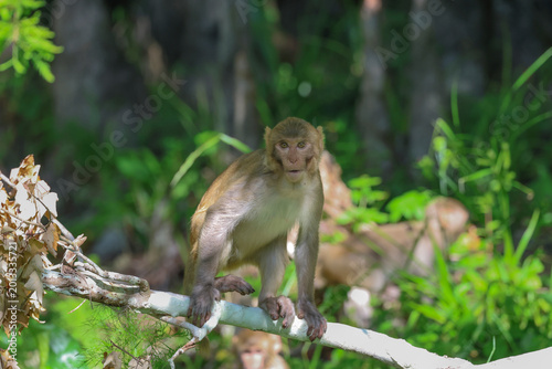 Photography A rhesus macaque monkey looking at the camera along the Silver River in Florida