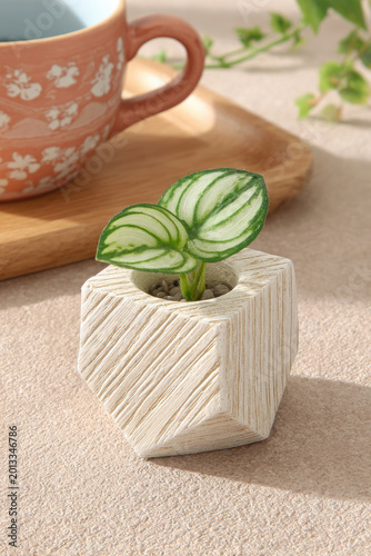 Small Plant in Textured Pot with Coffee Cup Still Life.