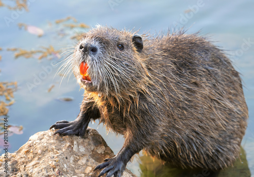 Nutria (Myocastor coypus) Close Up