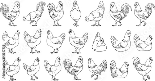 Tableau sur toile Detailed black and white outline illustrations of various chickens and roosters