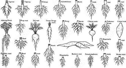 Tableau sur toile Root Systems Diversity: Botanical Illustrations of Taproots, Fibrous, Adventitio