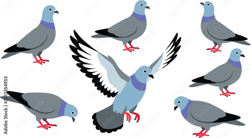 Obraz premium Pigeon bird vector collection featuring flying and standing doves isolated in different poses for wildlife and nature illustration design