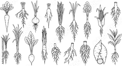 Bild auf Leinwand Hand-drawn botanical illustration set of various vegetables and crops, showcasing different root systems like taproots, fibrous roots, bulbs, and tubers