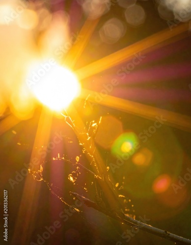 Sun flare through branch, golden bokeh, abstract nature light, warm glow, seasonal decor, promotional backdrop