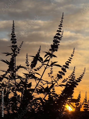 Foto silhouetted vitex tree closeup at sunrise, chasteberry tree is drought tolerant