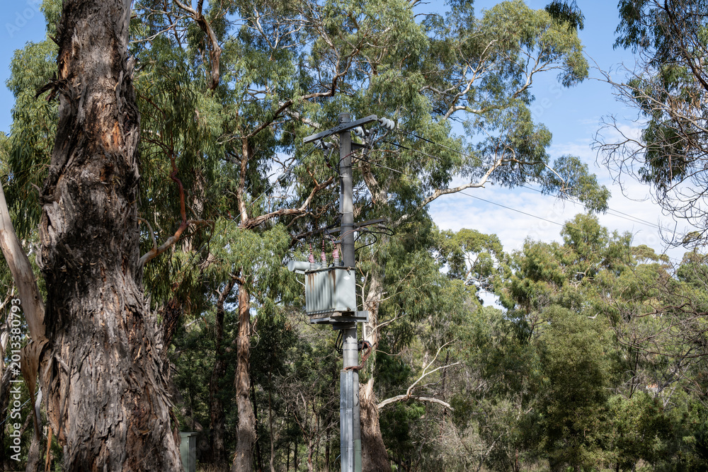 Fototapeta premium A weathered electrical distribution transformer mounted on a concrete power pole framed by tall native eucalyptus trees in regional Victoria Australia. Aged, utilitarian infrastructure in rural area