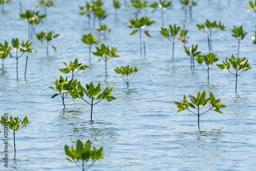 Quadro su tela Young mangrove trees growing in shallow coastal water with green leaves and calm