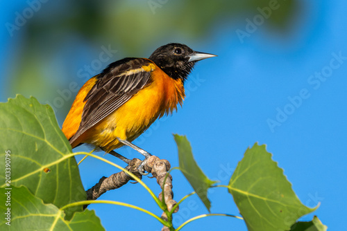 Schilderij op canvas Closeup of a Baltimore oriole perched in a tree.