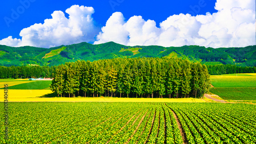  帯広近郊の美しい牧場風景
