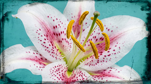 Fotografia White pink spotted stargazer lily photography, teal grunge distressed border background, romantic vintage floral nature backdrop, elegant botanical art for greeting card design