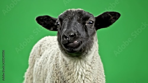 A close-up shot of a young lamb with a black face and white wool looking directly at the camera with a slight smirk on a vibrant green background.