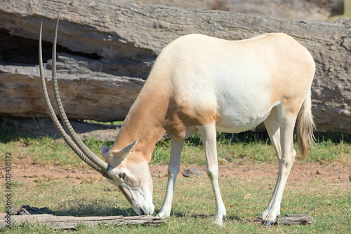 Bilde på lerret Scimitar-Horned Oryx or African Antelope gazing