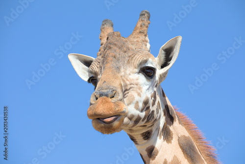 Photography Giraffe head close up, isolated