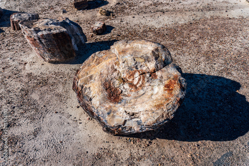 Fotografie Crystal Forest at Petrified Forest National Park in Arizona