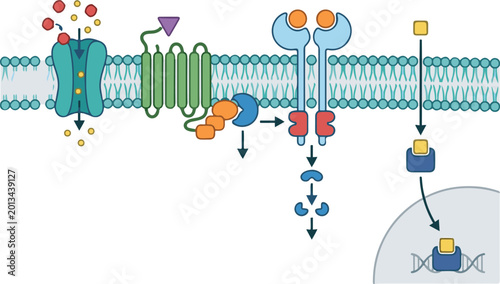 Photos Scientific illustration of cell membrane proteins, ion channels, and receptor-mediated transport involved in cellular communication and signaling