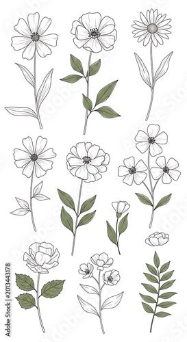 Delicate Hand Drawn Wildflower Botanical Set Arranged on White Background