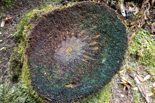 moss on old sawn tree