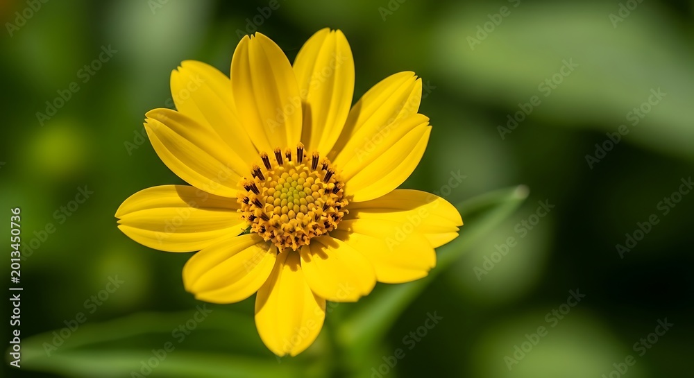 Fototapeta premium Bright Yellow Wildflower Blooming Against Soft Green Garden Background