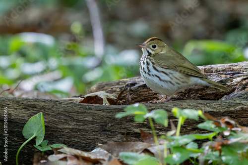 Ovenbird on log on forest floor