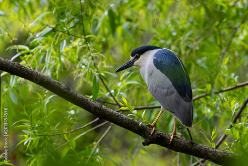 Black crowned night heron
